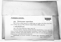 Thelocarpon superellum image